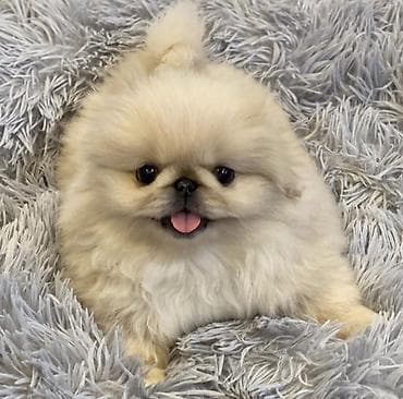xala bala: Pekines, 2 ay, Peyvəndli — 1