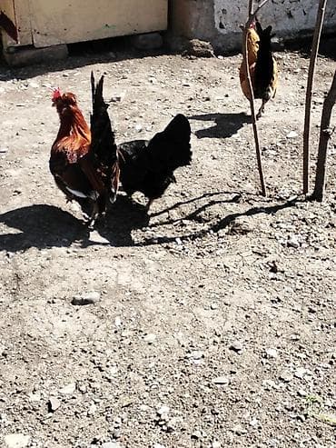 broyler toyuq: Курица, Для разведения, Платная доставка — 3