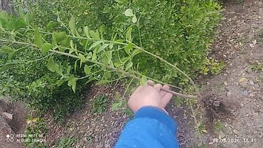 en ucuz jaluzi perde: 4 fəsil həmişəyaşıl dekorativ kollar — 2