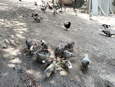 bildircin satisi: Boyuk balaca ördəklər satılır ünvan Xırdalan — 6