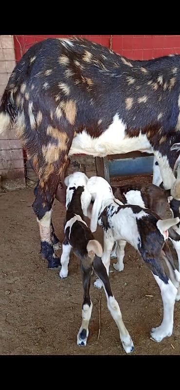 seki heyvan: Nümunəvi süd və çoxbalalılıq potensialı olan keçi və bala dəsti - — 6