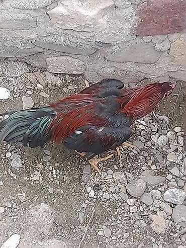 Salam aleykum 8aylığ təmzi qan heyrati satlır avqust beçəsidi hələ tam