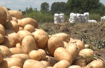 Gədəbəy kartofu əla növ sifarişlə 
Çox yeməli dadlı kartofdu