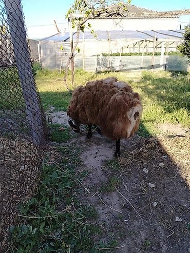Qoyun – yerli cins, tünd-qəhvəyi yunlu Məhsulun təsviri: - — 9