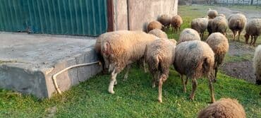 cucə və xoruz təmsil: Qoyun sürüsü satılır. ümumi 80 baş 60 quyun 10 yay quzusu 10 — 3