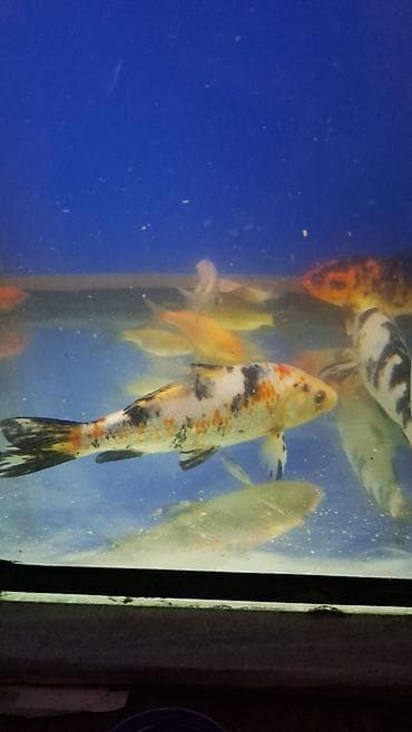 heyvalar: Dördbucaq akvarium, Balıqlarla birlikdə, 288 l, Ünvandan götürmə — 2