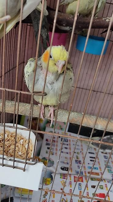 Nymph paraket (cockatiel) – balaca, sarı başlı, yanaqlarında narıncı lalafo.az -da Nymph paraket (cockatiel) – balaca, sarı başlı, yanaqlarında narıncı