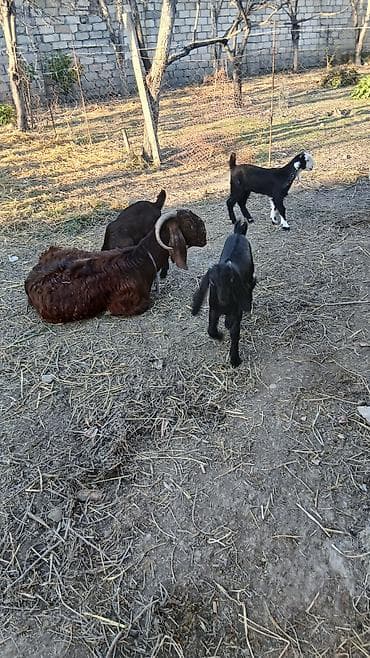 Hələb keçisidi 4 ana keçi 1erkek 5 bala keçidir