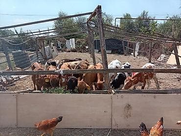 vendam kendi: Satılır: cavan dana və buzovlar sürüsü - Növlər: müxtəlif rəng və — 3