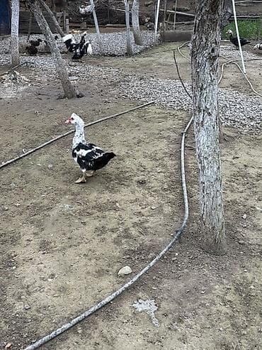 Məhsul: Qışlıq uşaq paltosu (Brums) - Rəng: zeytun-yaşıl - Model