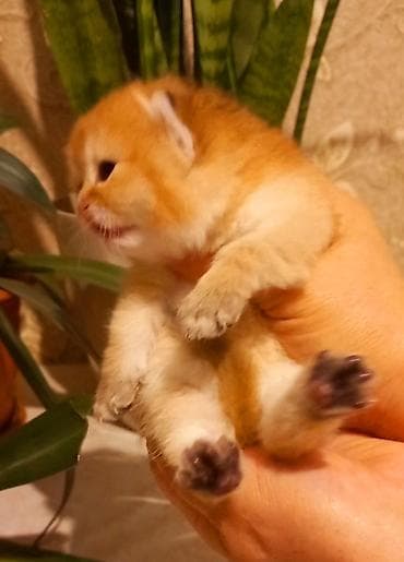 pisik cantasi: Britan, Erkək, Yaxşı əllərə, Ünvandan götürmə — 8