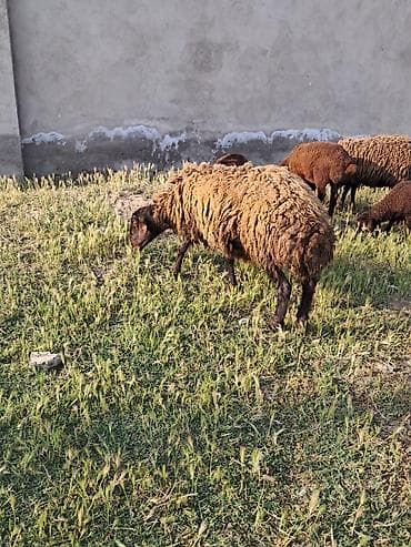 heyvanlar: Qala qocu 1 yasi var cox qizqin heyvandi — 2