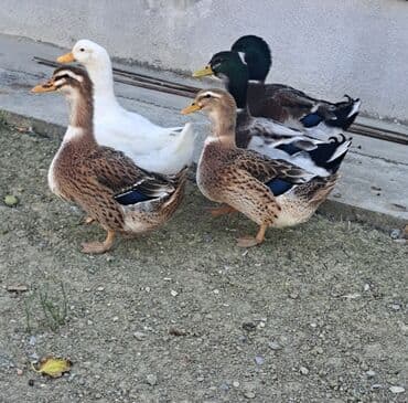 kuban ördek: Dişi, | Kuban, Damazlıq, Pulsuz çatdırılma — 1