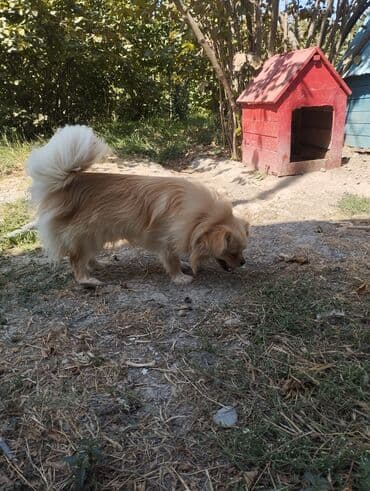 ov itləri: Pekines, 2 il, Dişi — 6