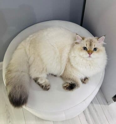 pişik balasi: Britan — 7