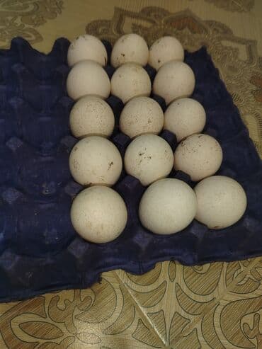 Inəklər, öküzlər: Dişi, Kanada, Damazlıq, Ödənişli çatdırılma — 5