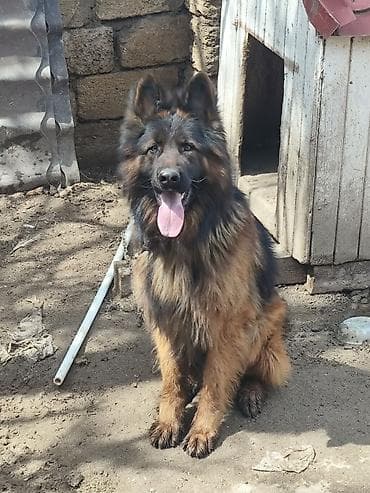 Alman çoban iti, 1 il, Erkek, Sənədli, Ünvandan götürmə, Pulsuz çatdırılma, Ödənişli çatdırılma