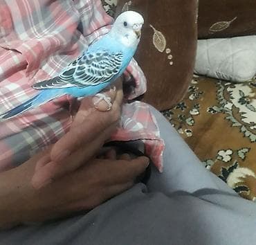 Ələ öyrəşmiş quşdu videoları var