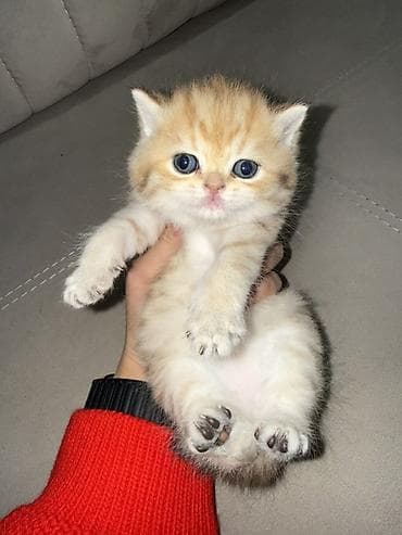 golden dog: Britan, Dişi — 1