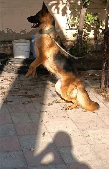 it satislari: Alman çoban iti, 1 il, Dişi, Peyvəndli, Ünvandan götürmə — 2