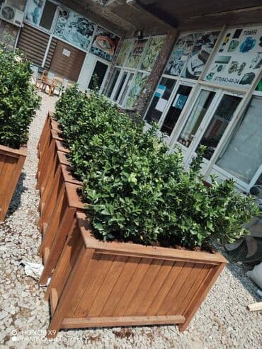 dipçək: 100x30x55 dipcek Bitki elave hesablanir Bitkinin hundurluyu 60-70sm — 2