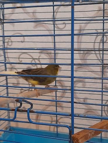 quş yuva: Bulbul tam saqlam erkek 1.5 super oxuyur — 3