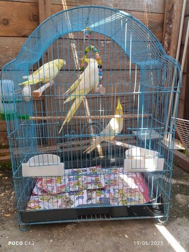 hazır inşalar: Tək tək korella 50 Azn 4 ün Alana Qefes qarişiq 200 Azn hazir cuttuler — 4