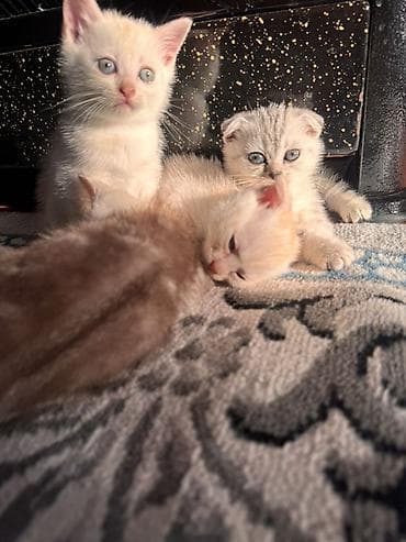 əllərə: Şotland yastı qulaq, Erkək, Dişi, Yaxşı əllərə, Ödənişli çatdırılma — 5
