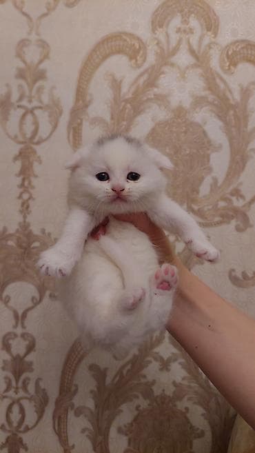 xamilyon heyvan: Şotland, Dişi, Ödənişli çatdırılma, Ünvandan götürmə — 2