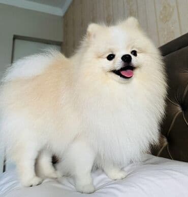 хаски щенки цена бишкек: Шпиц, С прививками, Самовывоз — 1