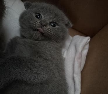 pişik yeməyi: Şotland yastı qulaq, Yaxşı əllərə, Ünvandan götürmə — 2