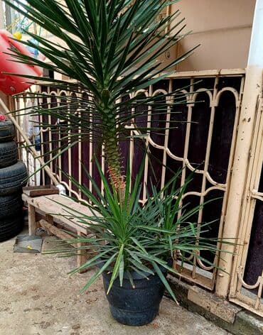 сколько стоит пальма в горшке: Yukka (Yucca) dekorativ bitki – iri ölçülü, qara plastik dibçəklə — 1