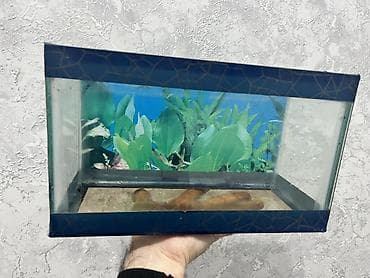 Heyvanlar üçün mallar: Kiçik akvarium — 3
