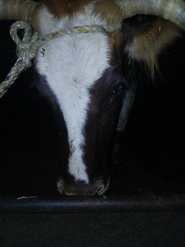 cins buzovlar: Salam aleykum əvvəla 4 qarına doğmağa 1 ay qalıb çox südlü heyvandı 14 — 9