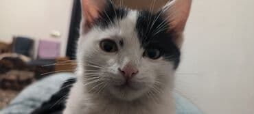 ucuz pisik satisi: Erkək, Yaxşı əllərə — 7