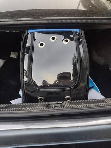 Pişiklər: Benqal, Erkək, Pulsuz çatdırılma — 1