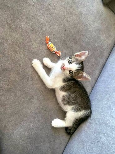 где можно купить котенка: Erkək, Dişi, Yaxşı əllərə — 3