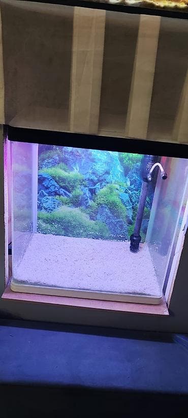 betta balığı: Tam komplekt akvarium sistemi - Şüşə akvarium: düz bucaq formalı — 8