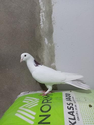 Salam saglam quşdu ərkəydi təmiz cinsdi