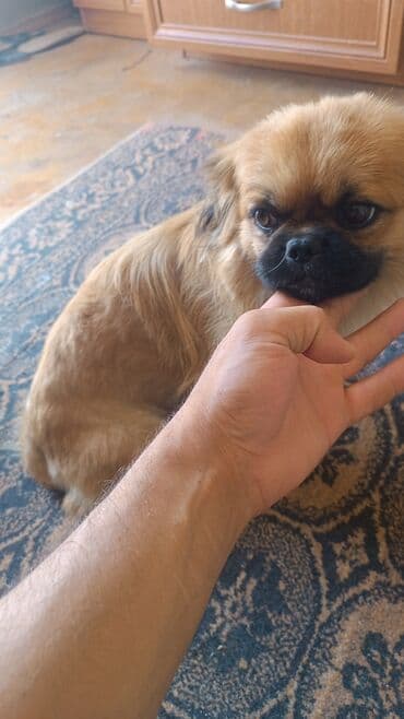 gencede itler: Pekines, 1 il, Erkek, Cütləşmə üçün — 1