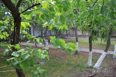 8 mkr ucuz kiraye evler: Novxanı 7 otaqlı, 420 kv. m, Orta təmir — 1