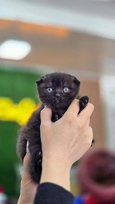 pişik satisi 2020: Şotland, Dişi — 3