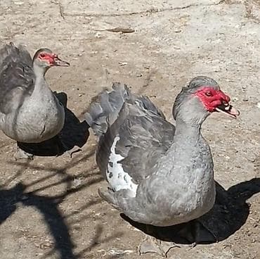 pataş satışı: Gördüyünüz lavada baları satlır və sifarişi götürlür.Bir ədədi 10-azn — 2