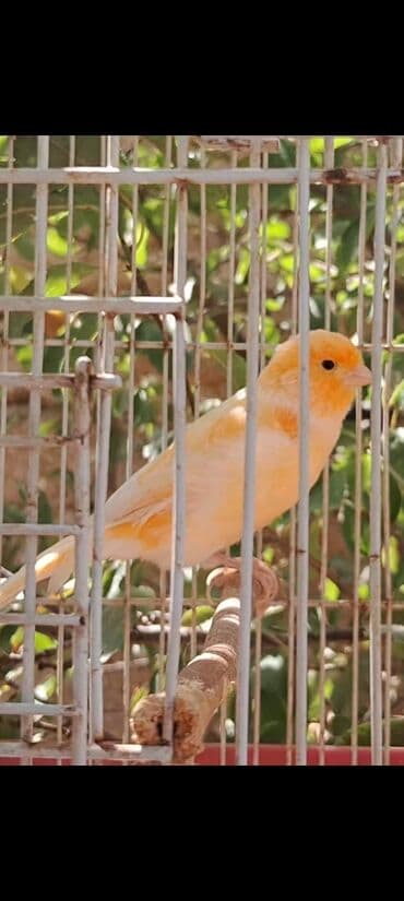 хары бюльбюль купить: Erkək quşlar satılır — 3