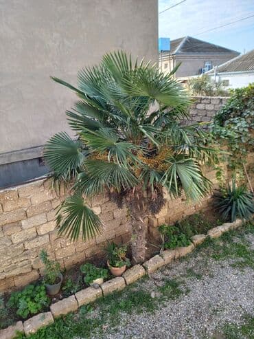 banan agaci: Trahikarpa (Trachycarpus fortunei) xurma palmı – həyət və bağ üçün — 1