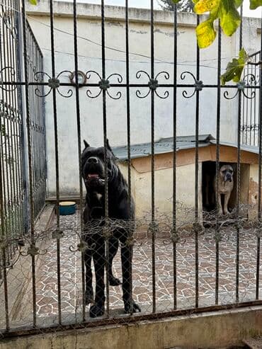 Собаки: Кане-корсо — 41