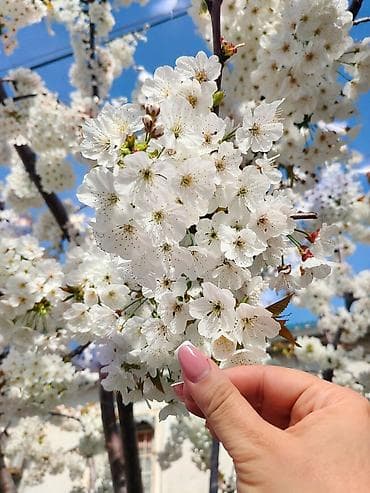 няня на неполный рабочий день: Няня, С проживанием, 43 лет, Более 5 лет опыта — 1