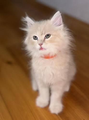 it evlerinin satisi: Şirin, uzun tüklü pişik balası - Cins: uzun tüklü ev pişiyi — 2