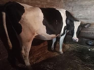 balali inək: Temiz cins inekler satilir 2 ci qarina 8 ay boqazdilar! — 2