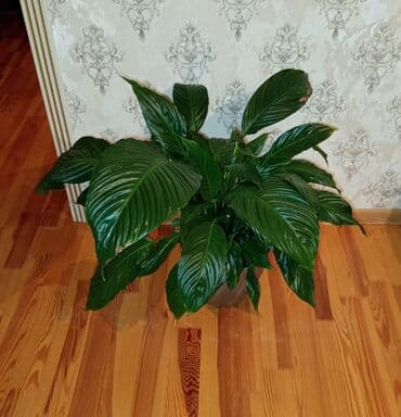 ucuz gül buketi: Bu, evinizə və ya ofisinizə təbiət toxunuşu qata biləcək cəlbedici bir — 1